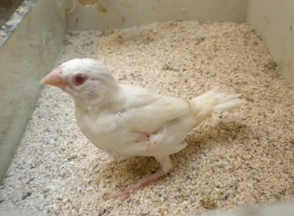Gola tagliata albino (giovane femmina)